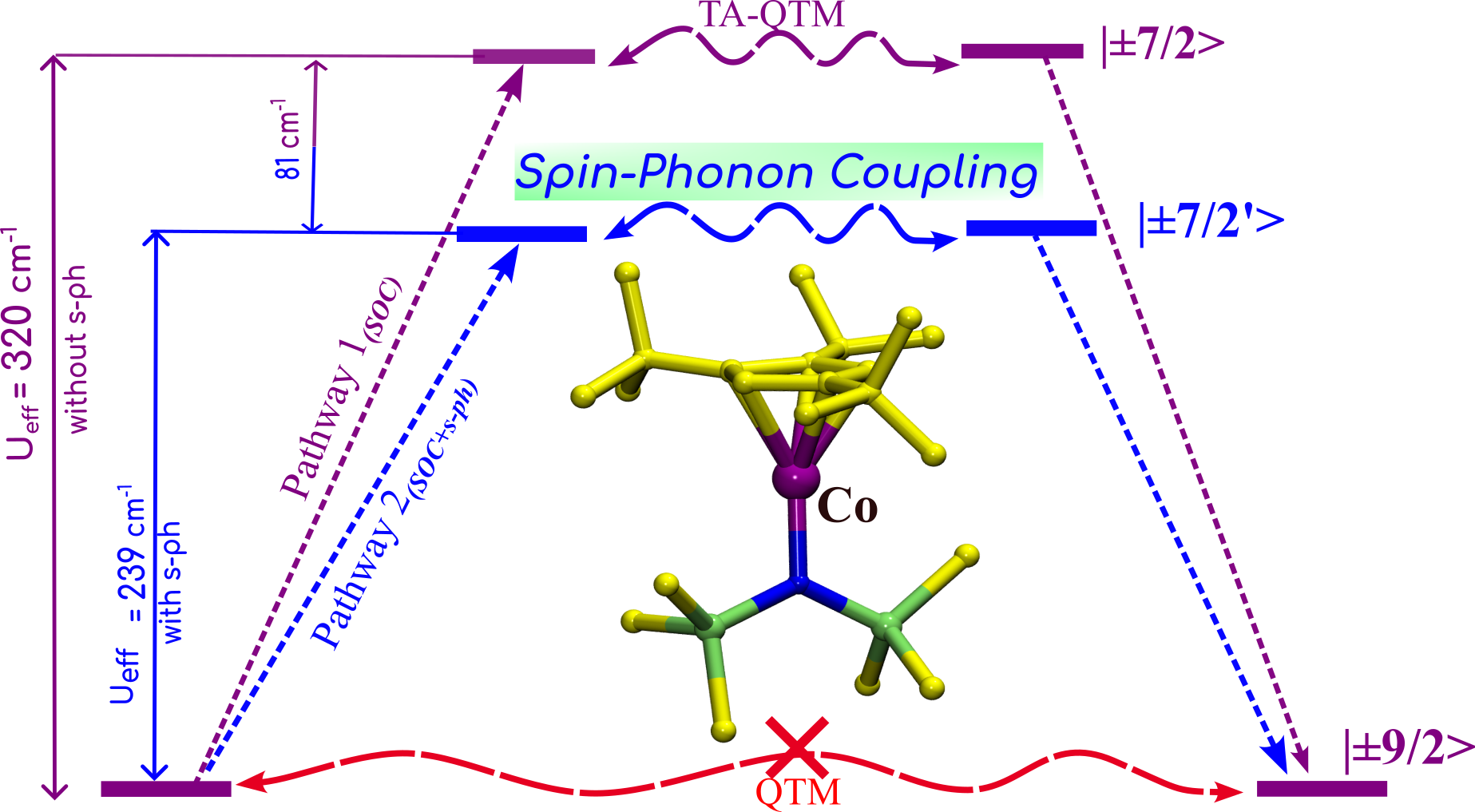 The impact of spin-vibrational coupling on magnetic relaxation of a Co(ii) single-molecule magnet